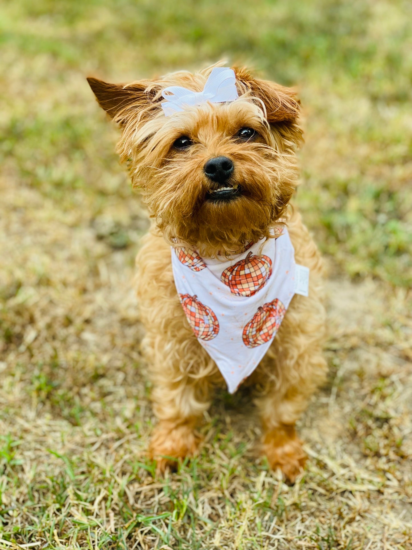 Bamboo - Fall Pet Bandanas